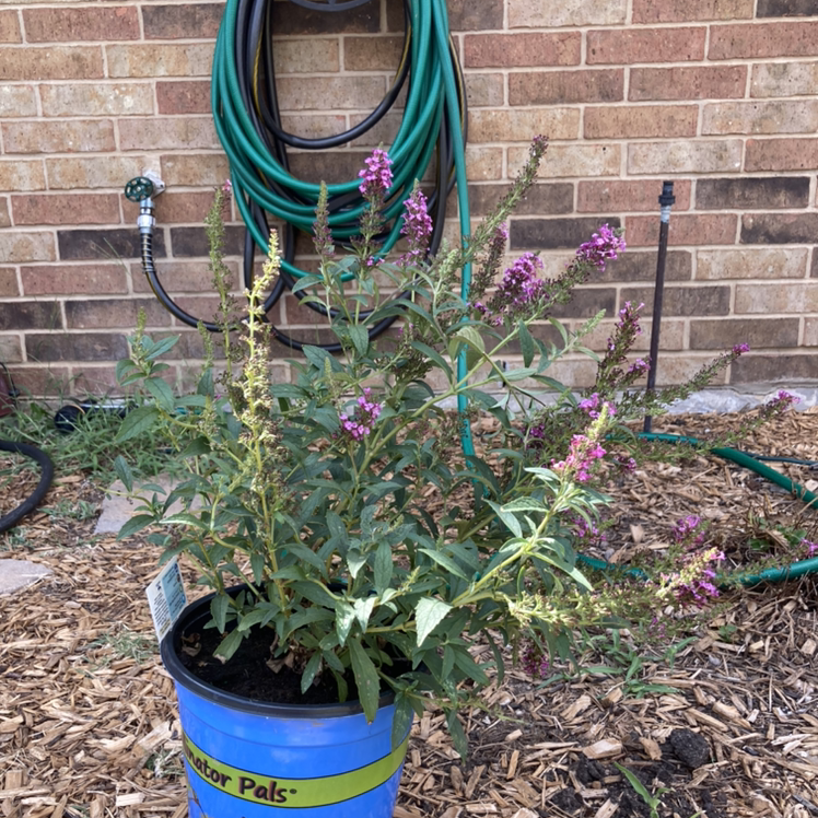 Orange Eye Butterflybush plant photo by Christopher named Butterfly Bush on Greg, the plant care app.