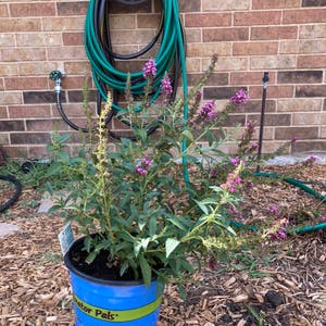 Butterfly bush plant photo by Christopher named Butterfly Bush on Greg, the plant care app.