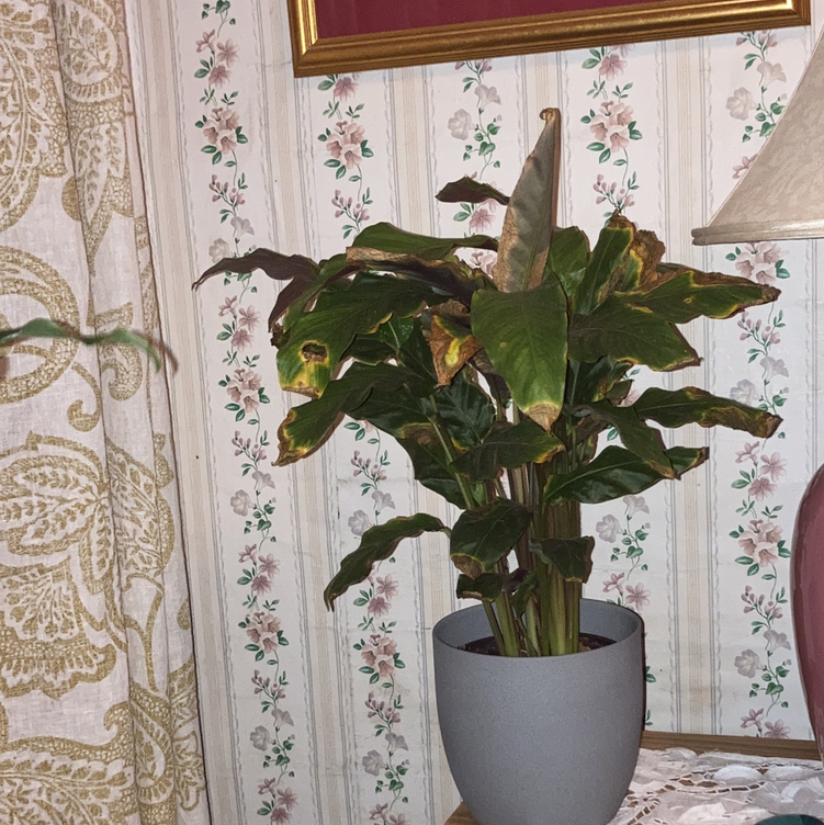 Furry Feather Calathea plant photo by @Carasoasis named Cale Barb on Greg, the plant care app.