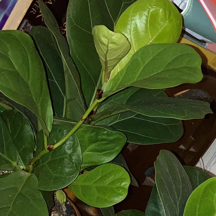 Fiddle Leaf Fig plant photo by @Carasoasis named Fiddle do on Greg, the plant care app.