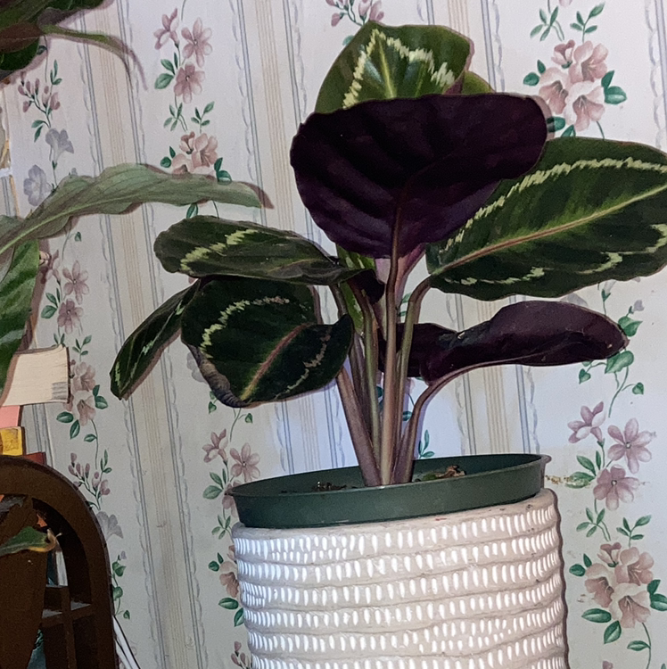Rose Calathea plant photo by @Carasoasis named Medallion on Greg, the plant care app.