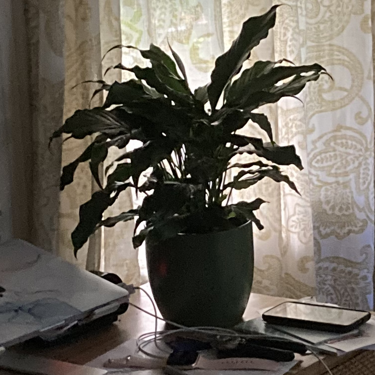 Peace Lily plant photo by @Carasoasis named Peace on Greg, the plant care app.