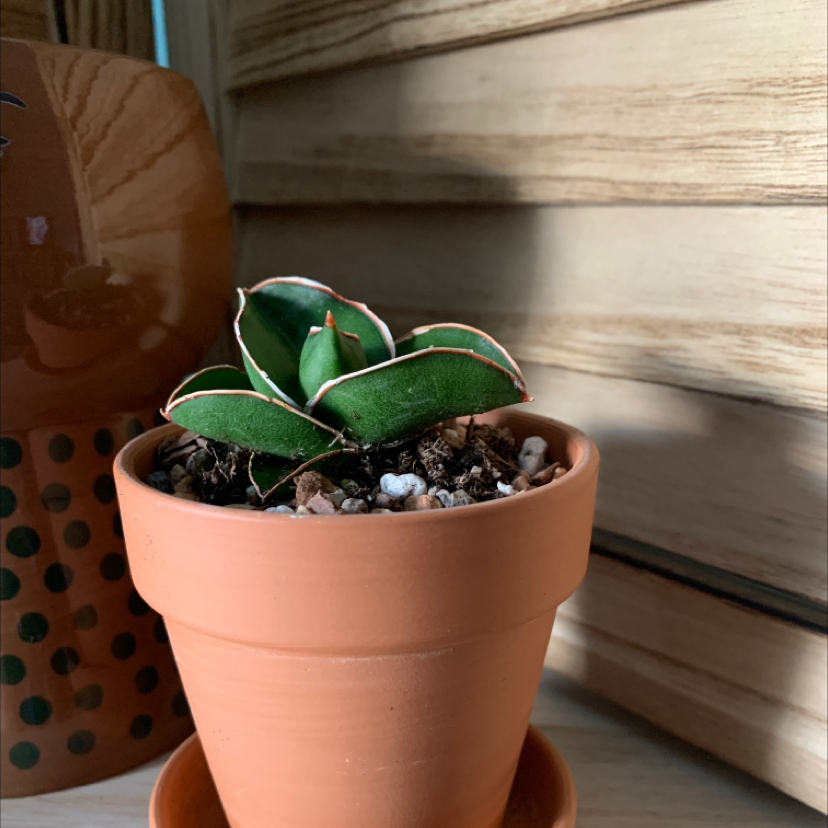 Photo of the plant species Blue Sansevieria by @Plantmom052510 named Aoki Lee on Greg, the plant care app