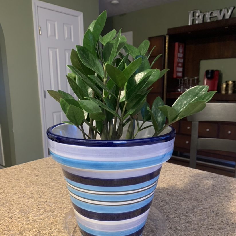 Zamioculcas Zamiifolia plant photo by @Plantmom052510 named Zora on Greg, the plant care app.
