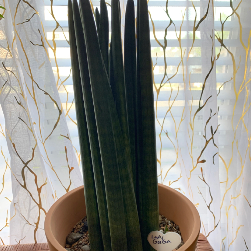 Cylindrical Snake Plant plant photo by @Plantmom052510 named Lady Gaga on Greg, the plant care app.