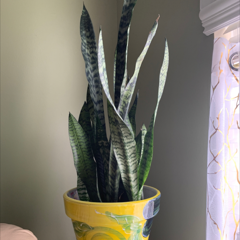 Zeylanica Snake Plant plant photo by @Plantmom052510 named Akasha on Greg, the plant care app.