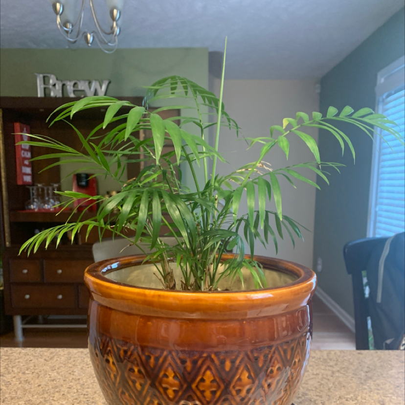Parlour Palm plant photo by @Plantmom052510 named Sarah on Greg, the plant care app.