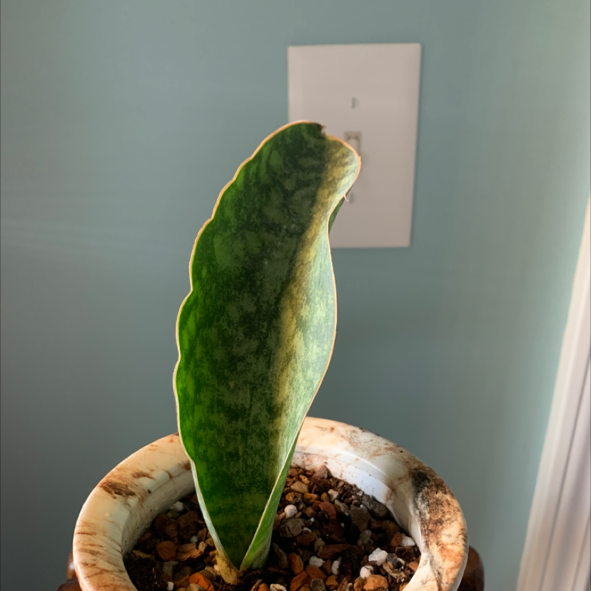 Whale Fin Snake Plant in a pot with some browning on the leaf edges.