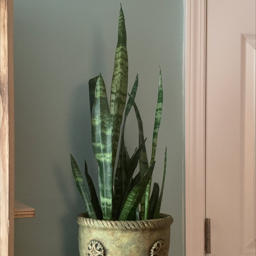 Black Coral Snake Plant in a decorative pot with upright, vibrant leaves.