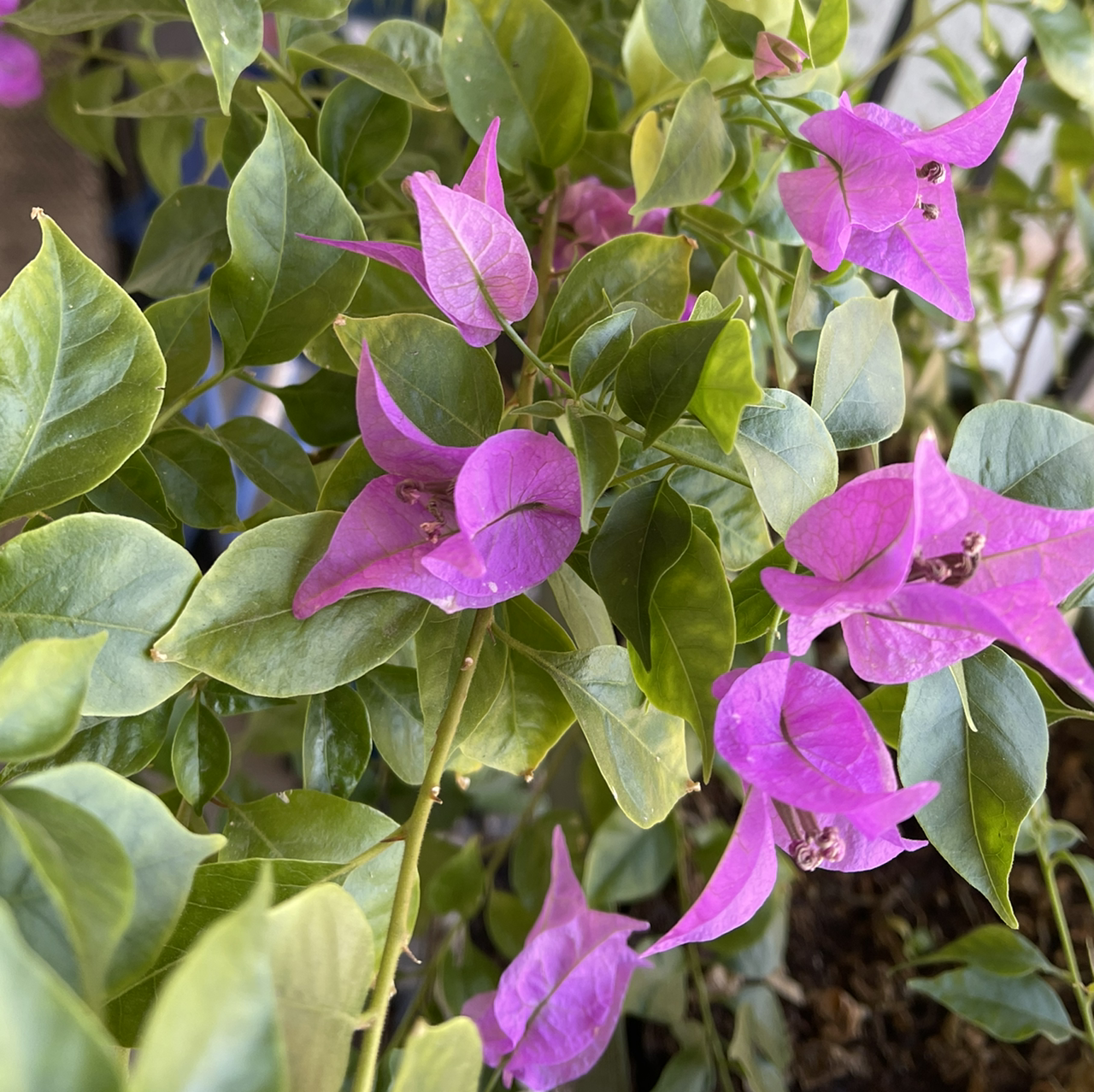 Lesser Bougainvillea plant with vibrant purple bracts and green leaves.