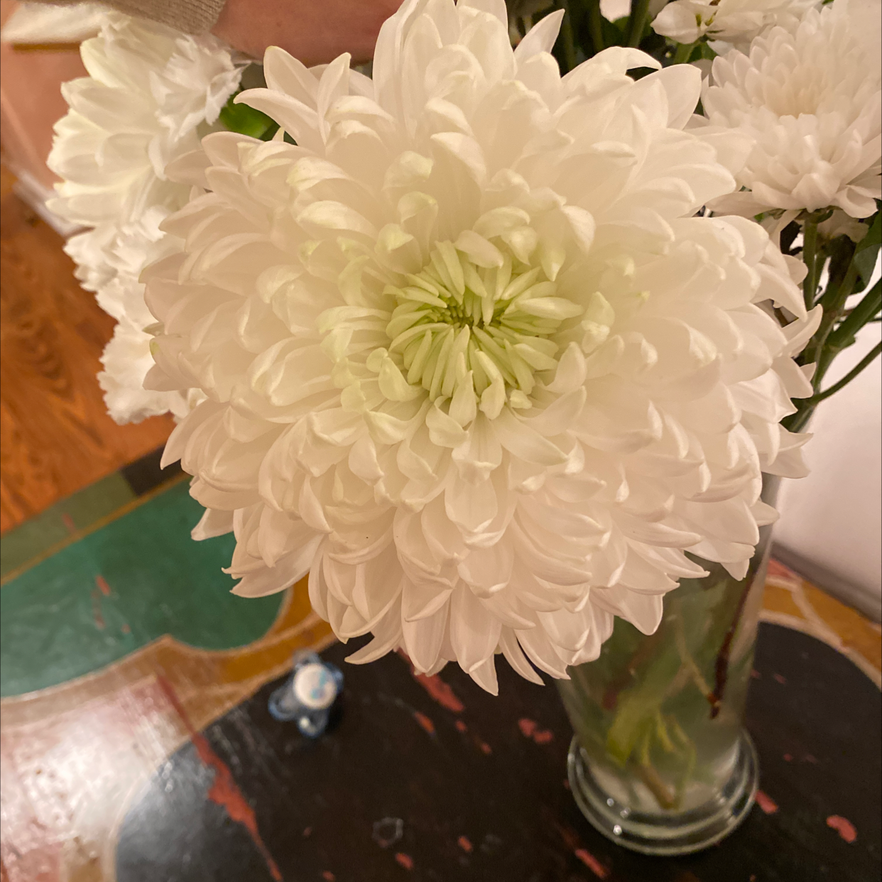 Close-up of a healthy white Florist's Daisy in a vase, with a table in the background.