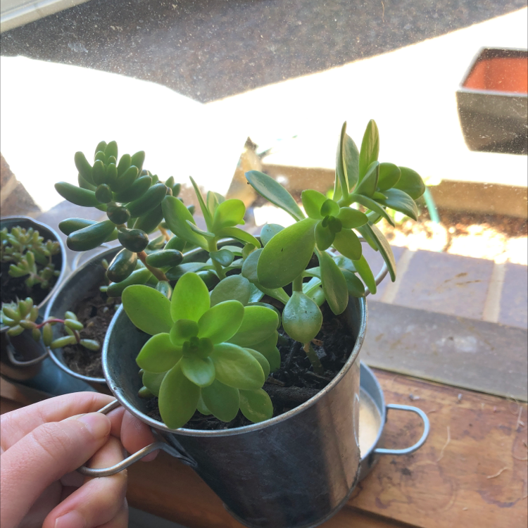 Lucky Plant plant photo by @chiyob named Barley on Greg, the plant care app.