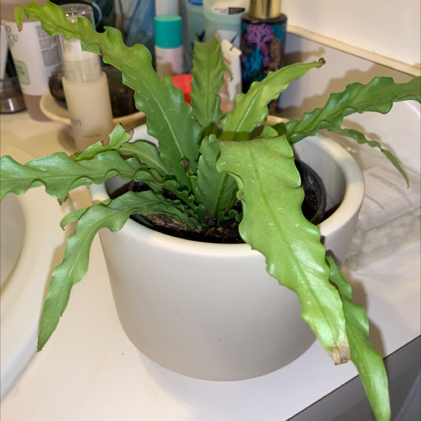 Healthy, vibrant green Bird's Nest Fern in a white ceramic pot. The leaves form a wavy rosette shape and appear free of discoloration or damage.
