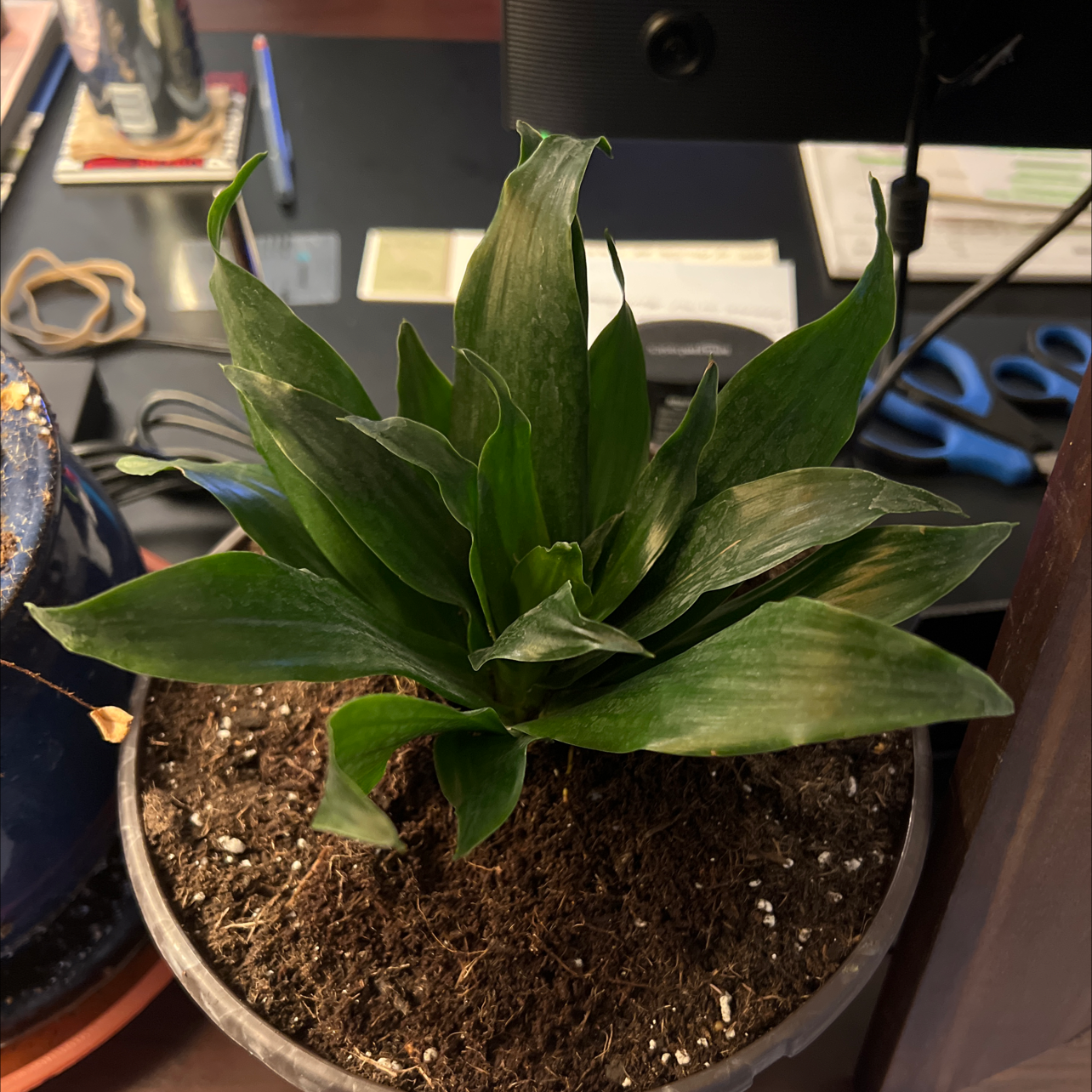 Dracaena 'Warneckii' plant in a pot with visible soil, surrounded by office supplies.