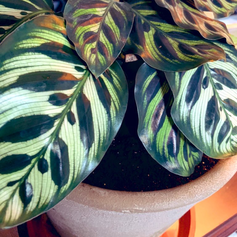 Calathea 'Medallion' plant with patterned leaves in a pot, soil visible.