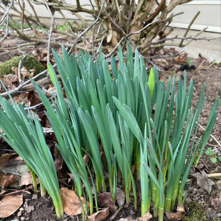 Cluster of green daffodil leaves emerging from the soil, no flowers visible.
