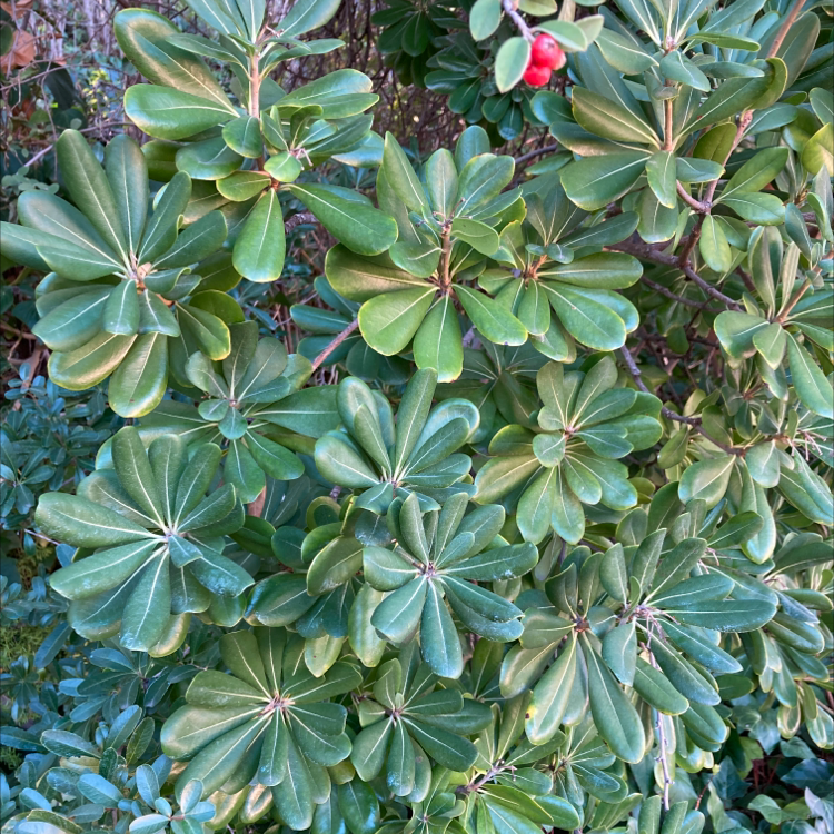 Japanese Cheesewood plant with healthy green leaves.