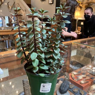 A plant in Portland, Oregon