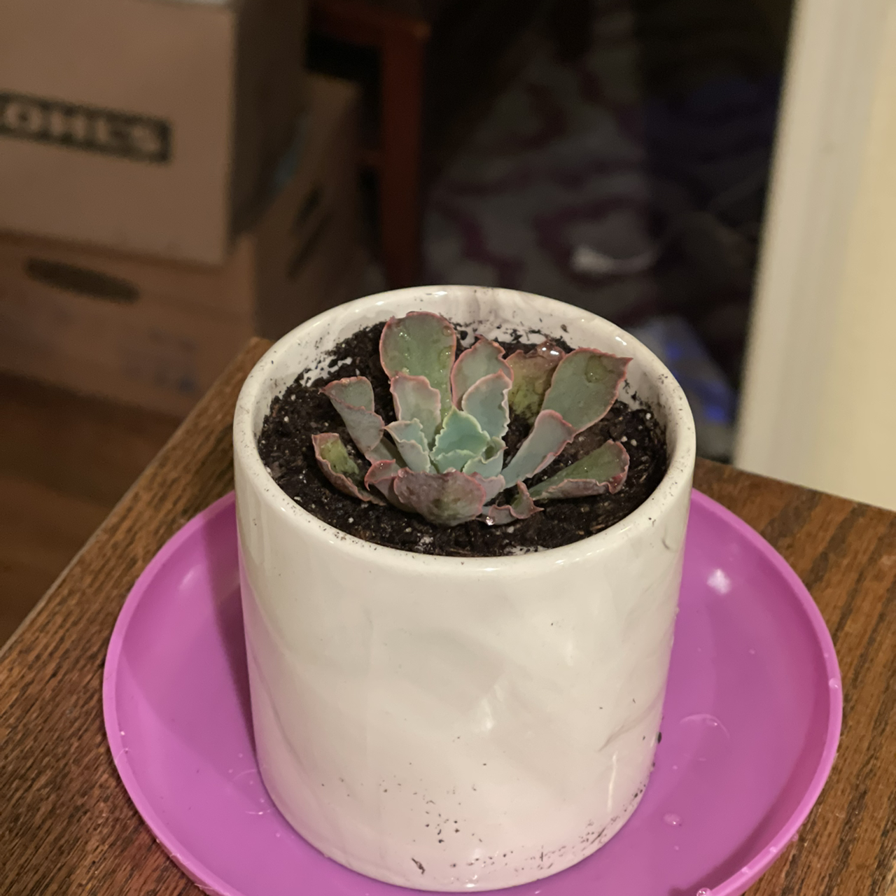 Potted Echeveria 'Neon Breakers' succulent in a white pot on a purple tray.