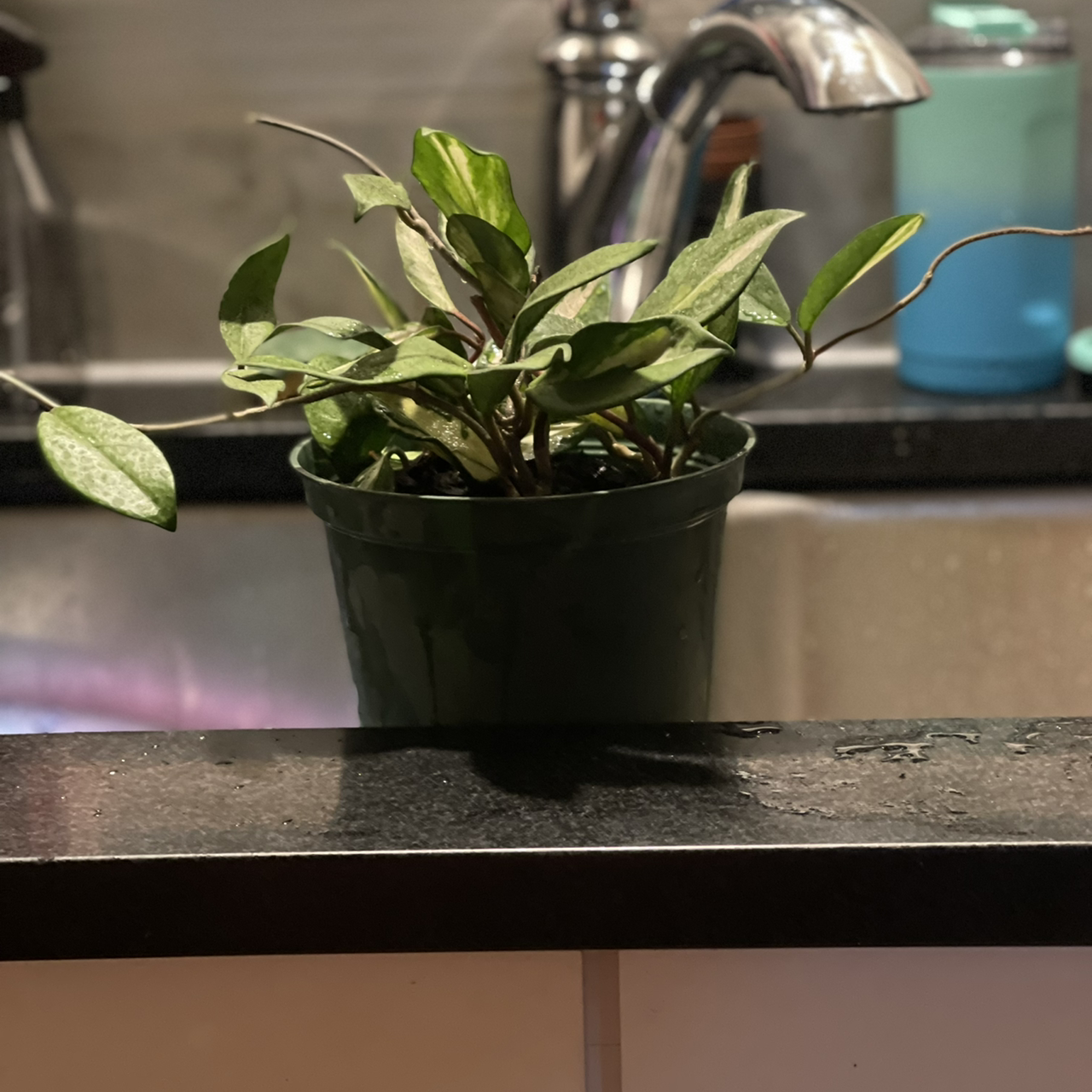 Hoya Krimson Queen plant in a green pot on a kitchen counter.