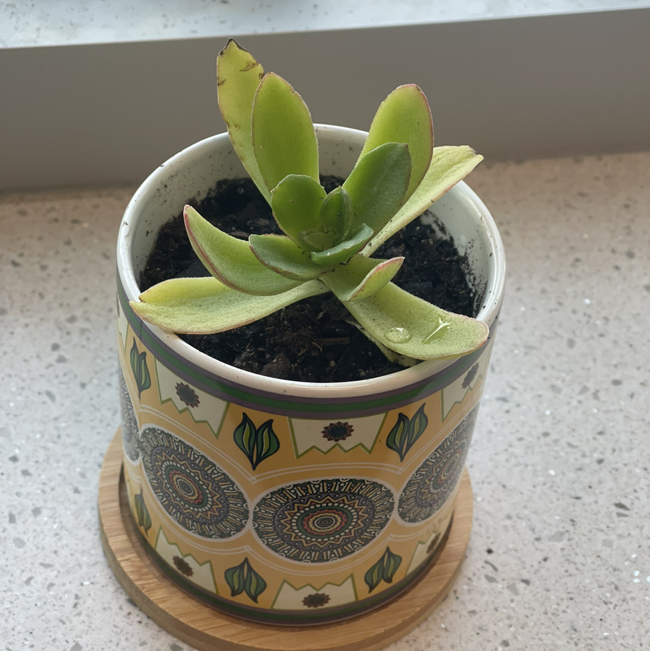 Crassula capitella 'Campfire' plant in a decorative pot with visible soil.