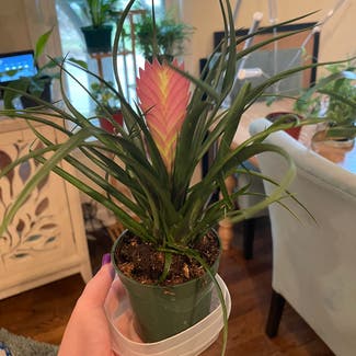 pink quill plant in Little Rock, Arkansas