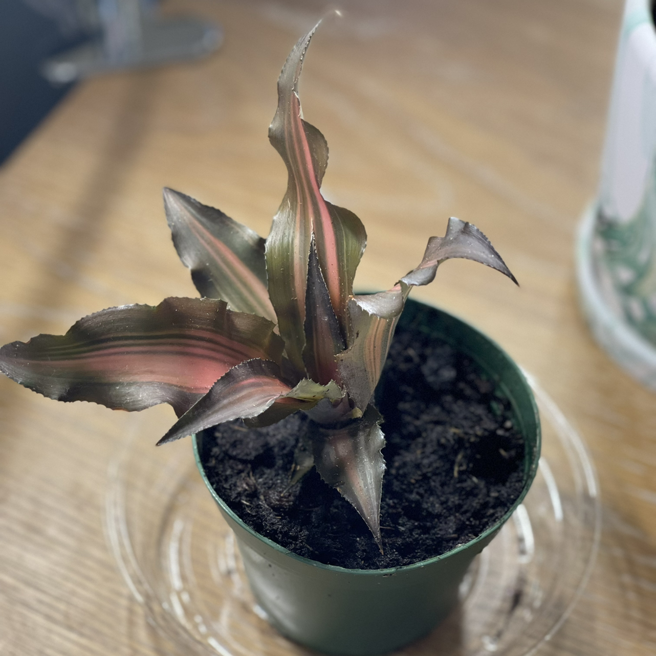 Potted Earth Stars plant with striped leaves, visible soil, well-framed and in focus.