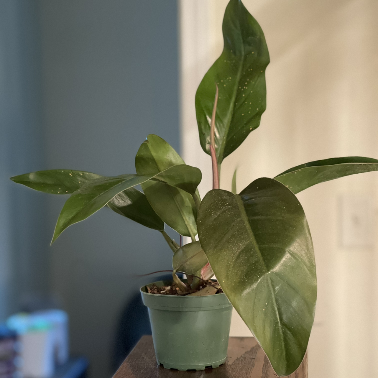 Philodendron 'Red Congo' plant in a green pot with large, glossy leaves.