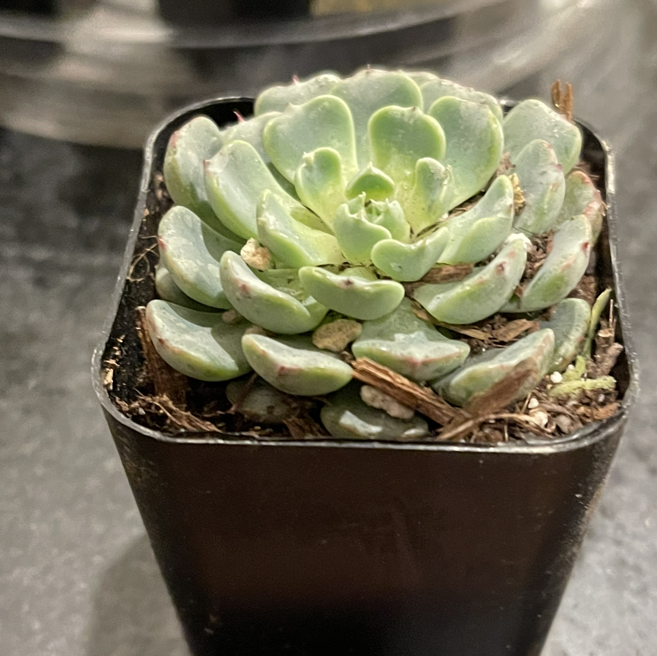 Miniature Echeveria plant in a small black pot, healthy green leaves.