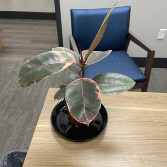 Ficus 'Ruby' plant in Little Rock, Arkansas