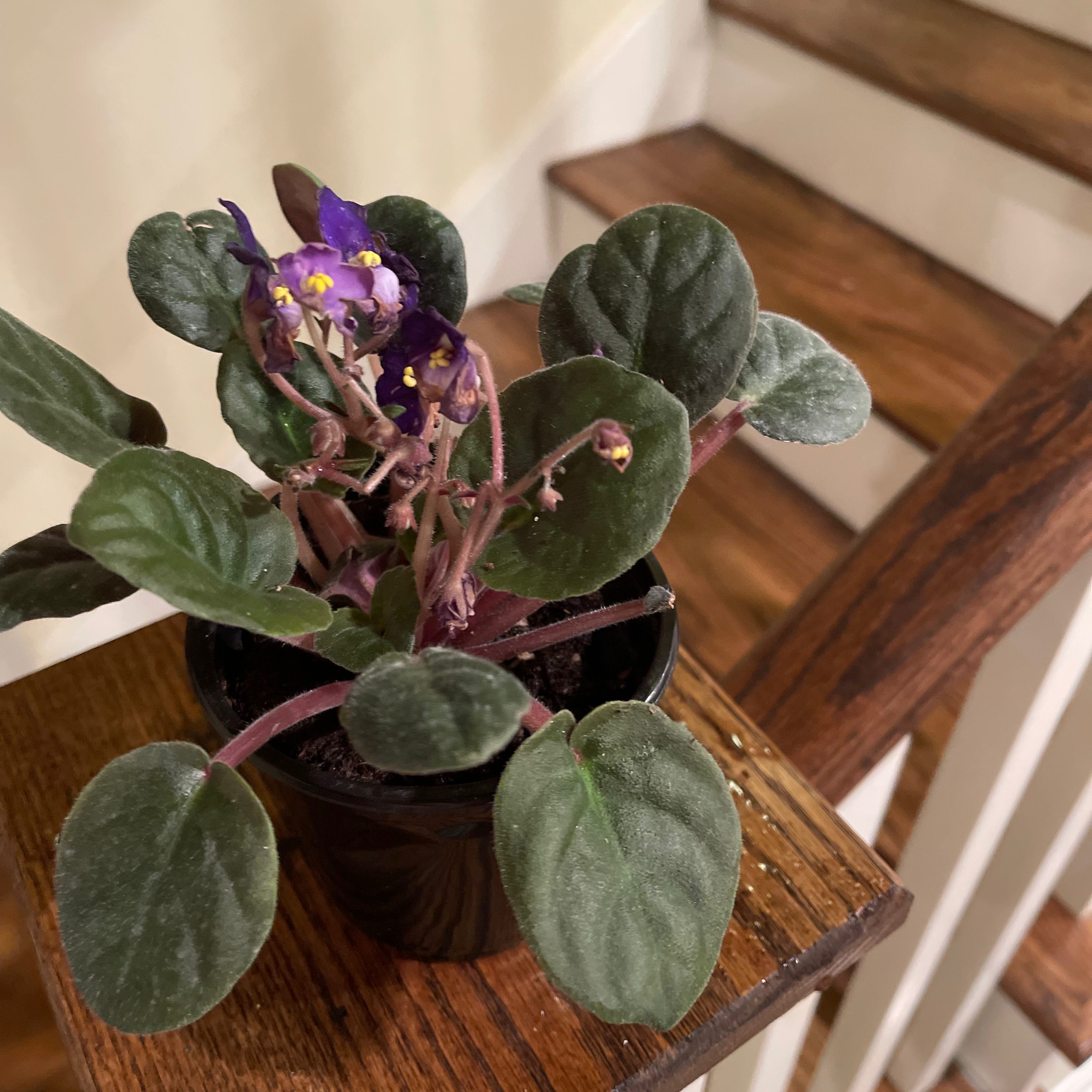Kenyan Violet plant with dark green leaves and purple flowers in a pot.