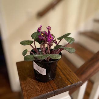 Kenyan Violet plant in Little Rock, Arkansas