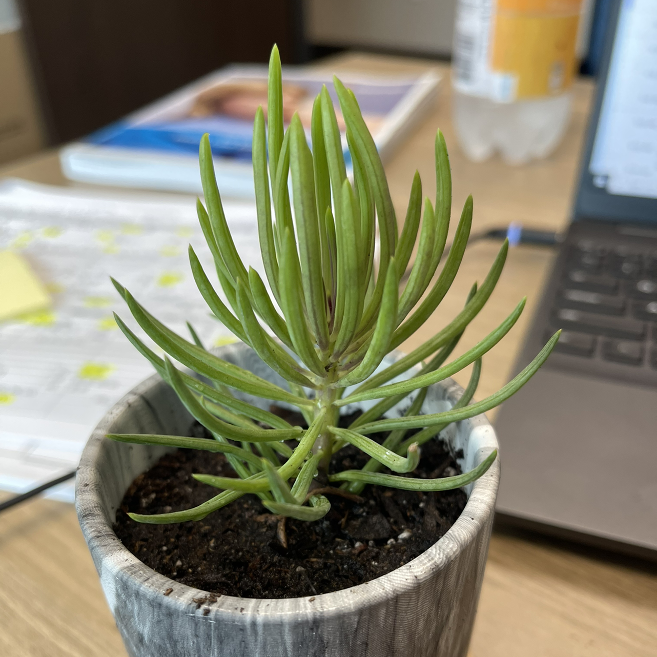 Succulent Bush Senecio plant in a pot on a desk with a laptop and other items.