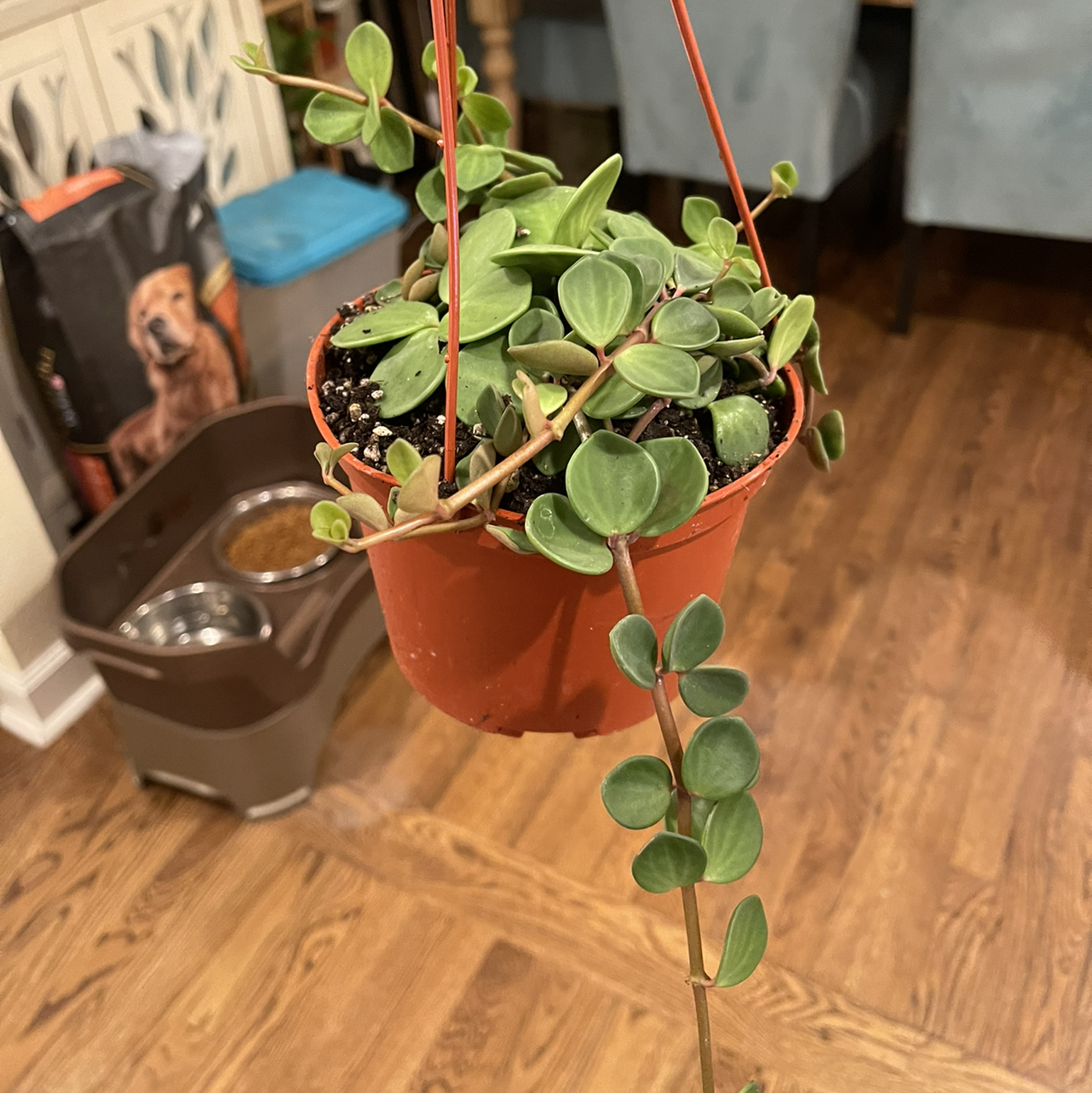 Peperomia 'Hope' plant in a hanging pot with healthy green leaves and visible soil.