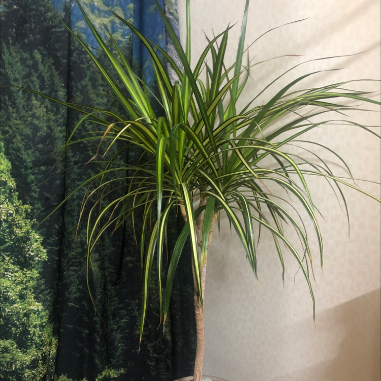 Magenta Dragon Tree with long, narrow leaves against a forest-themed curtain.