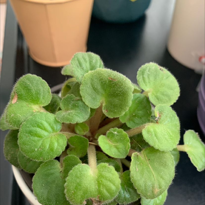 Photo of the plant species fuzzy kiwifruit by Kaya named Nova on Greg, the plant care app