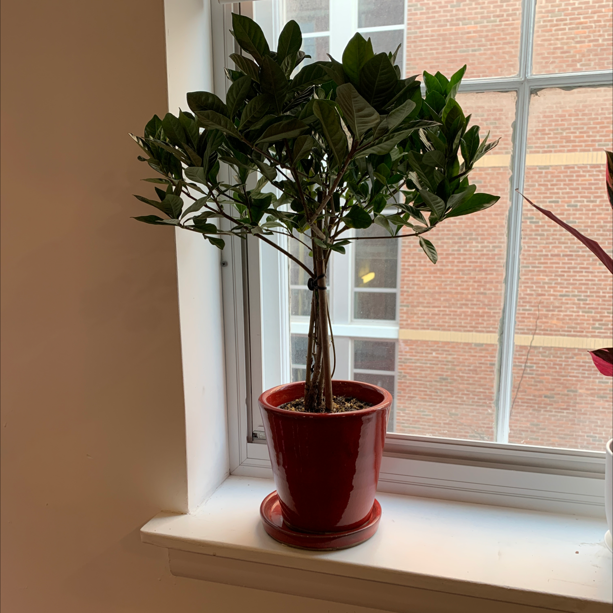 Cape Jasmine plant in a red pot on a windowsill with green leaves.