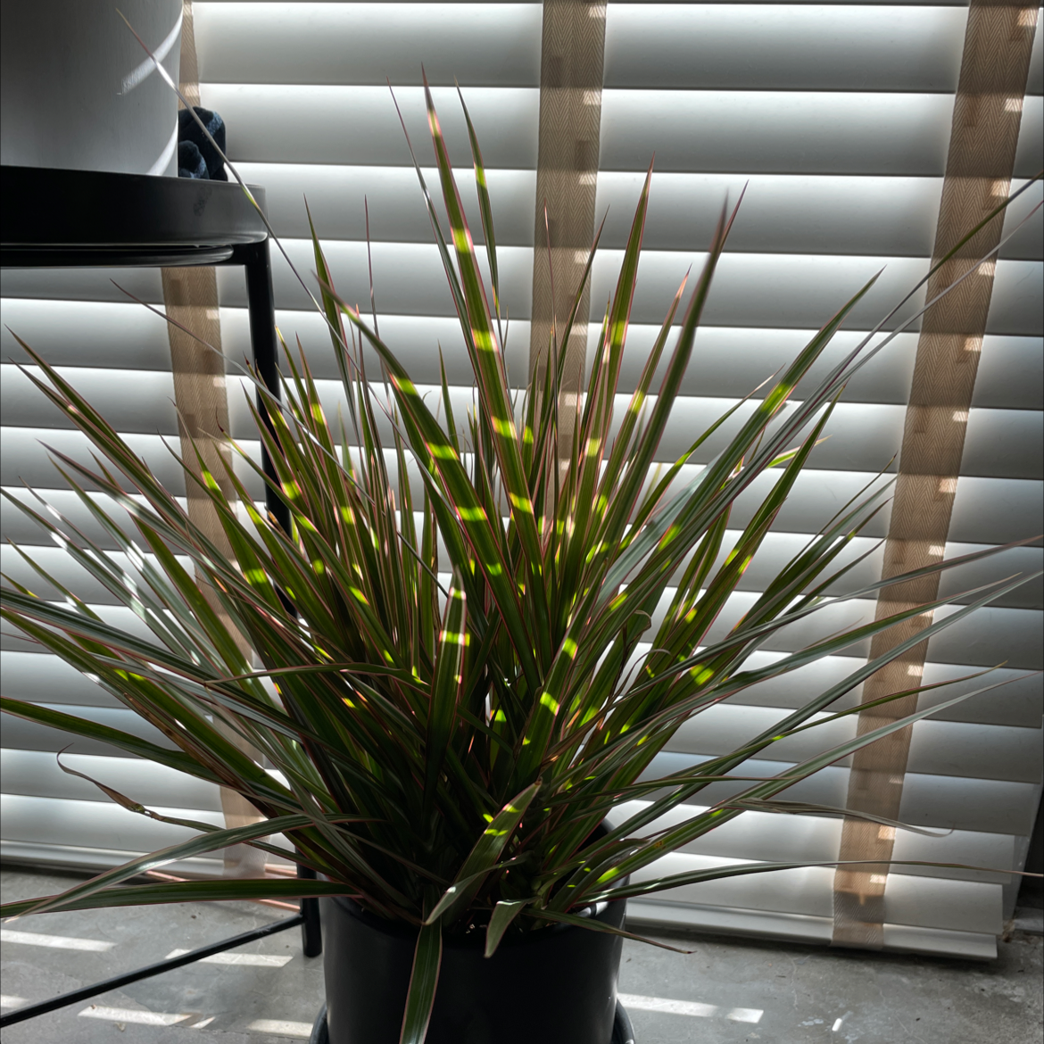 Photo of the plant species Dracaena 'Ray of Sunshine' by @Jbloodworth named Spike on Greg, the plant care app