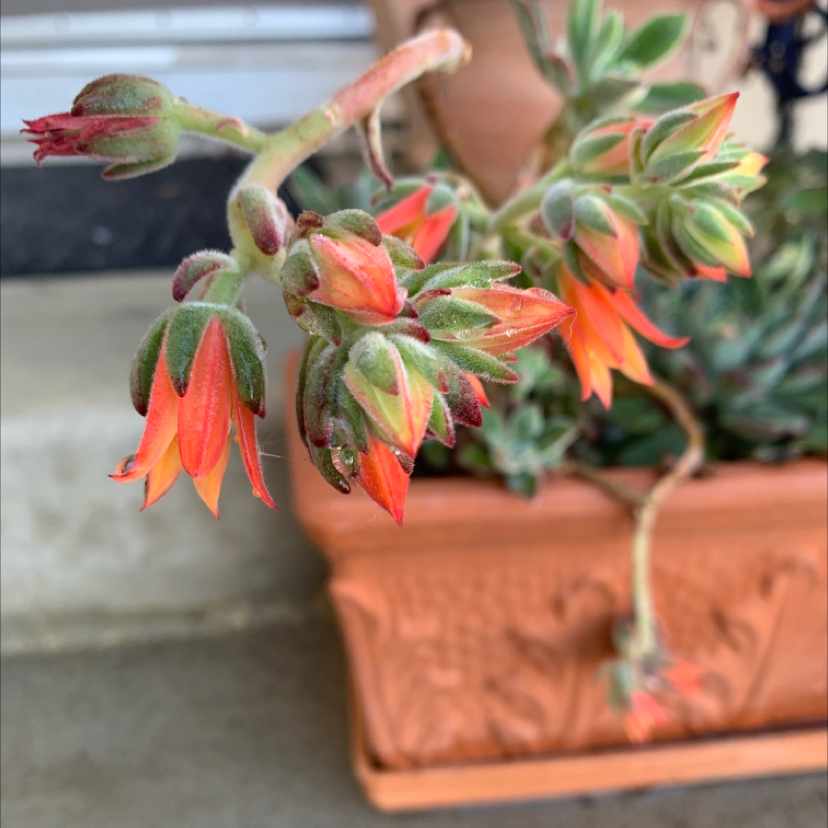 Miniature Echeveria plant with vibrant orange flowers in a terracotta pot.