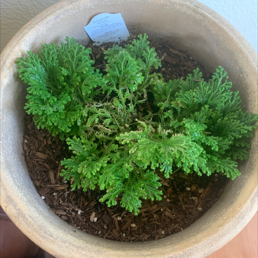 A potted Selaginella plant with lush, bright green foliage growing in a dense, fractal-like arrangement in rich soil.