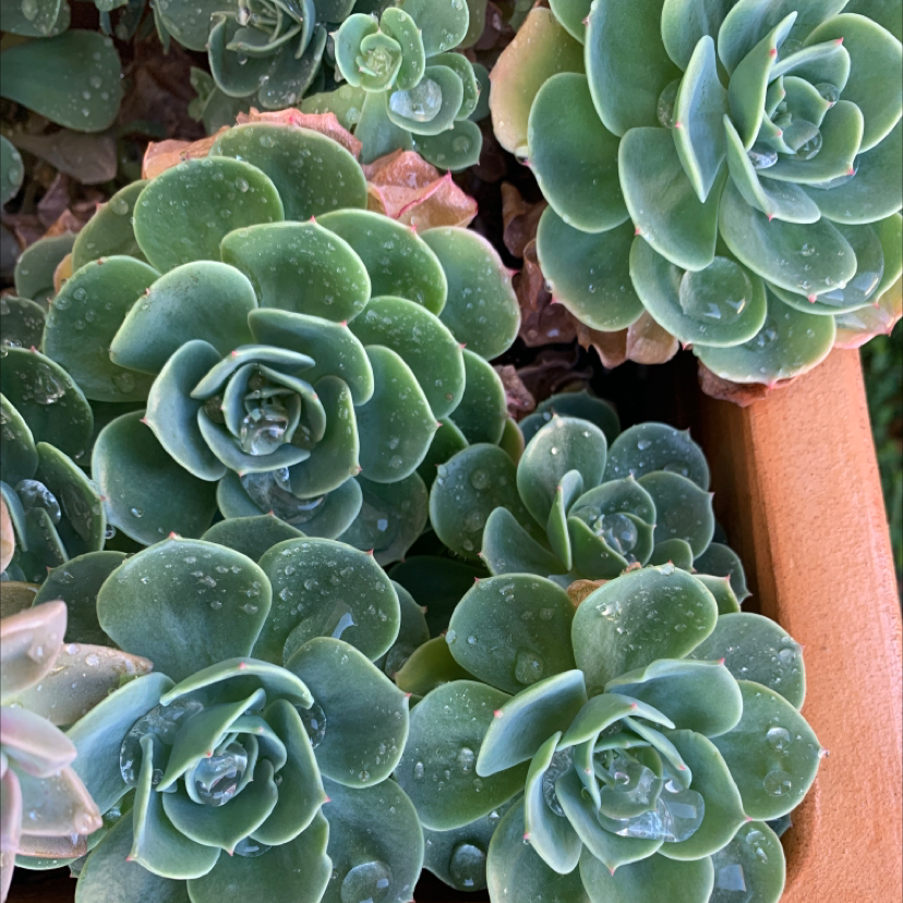 Photo of the plant species Echeveria 'Lola' by @Myparadise named Erica on Greg, the plant care app