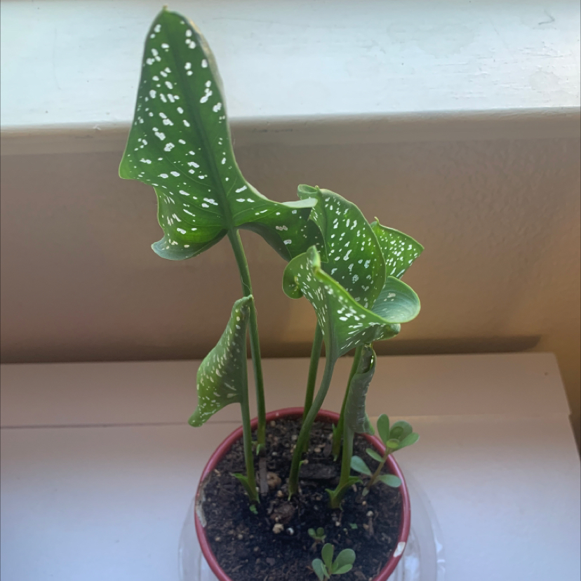Photo of the plant species Spotted Calla Lily by @Myparadise named Lori on Greg, the plant care app