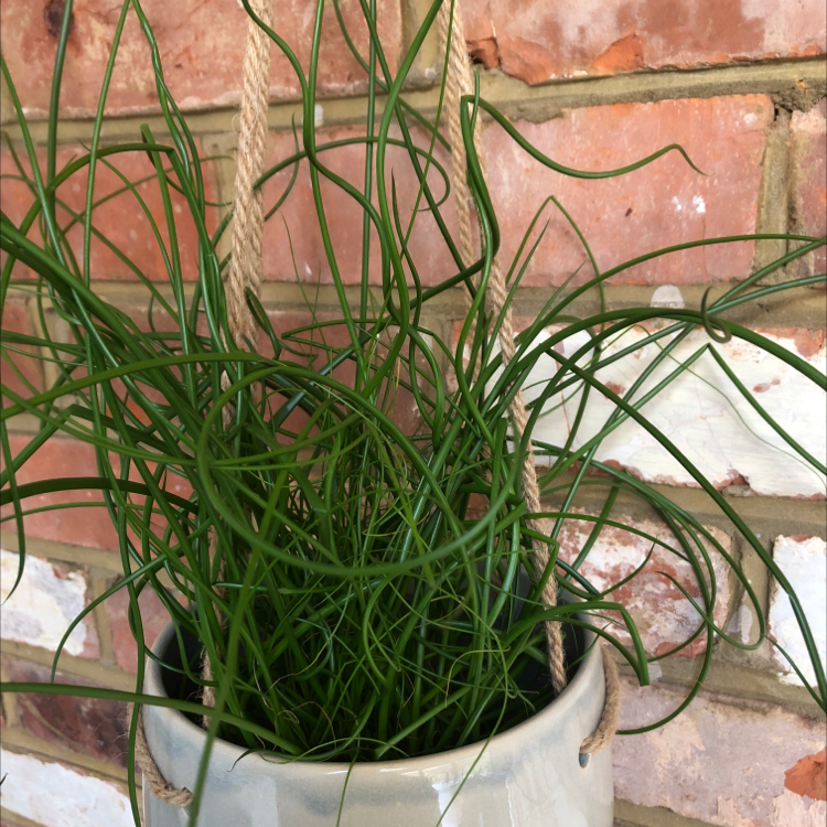 Corkscrew rush plant in a hanging pot against a brick wall.