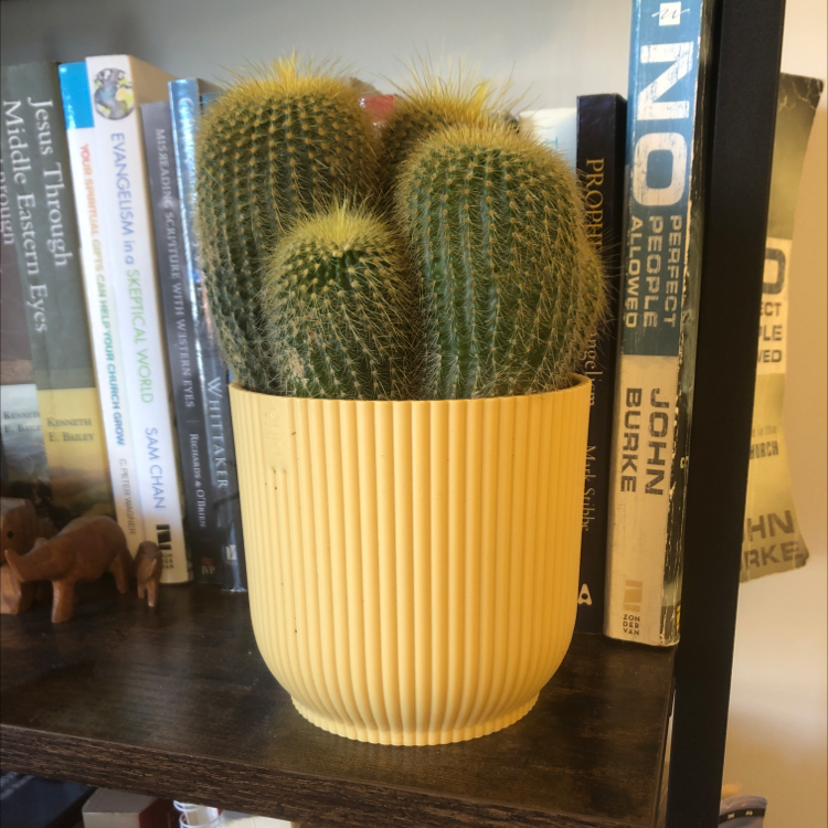 Plant care for Vatricania guentheri on Greg, the plant care app