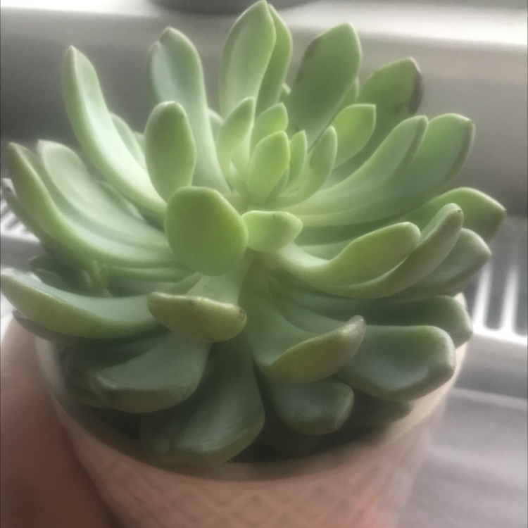 Photo of the plant species Jeweled Crown by Zofia named Hades on Greg, the plant care app