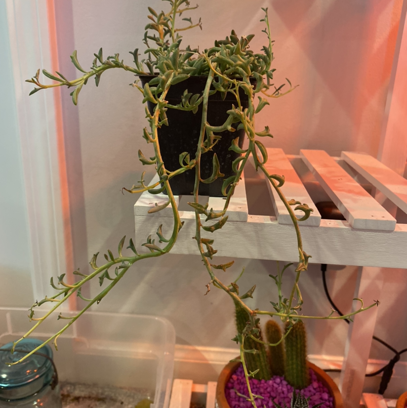 String of Dolphins plant photo by Sophee named Eva on Greg, the plant care app.