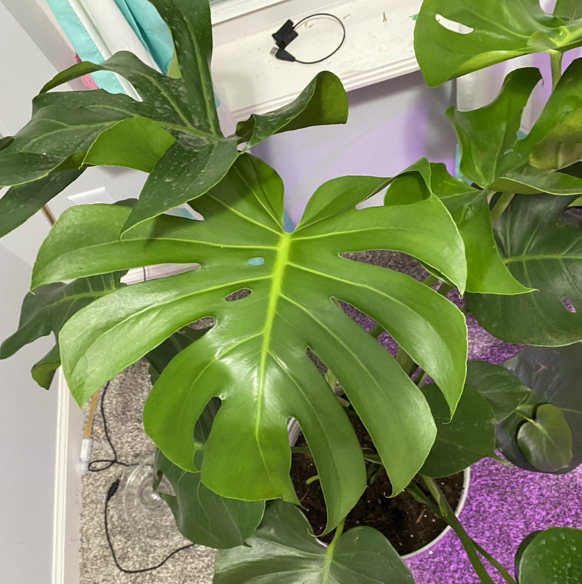 Monstera plant photo by Sophee named Mollie on Greg, the plant care app.