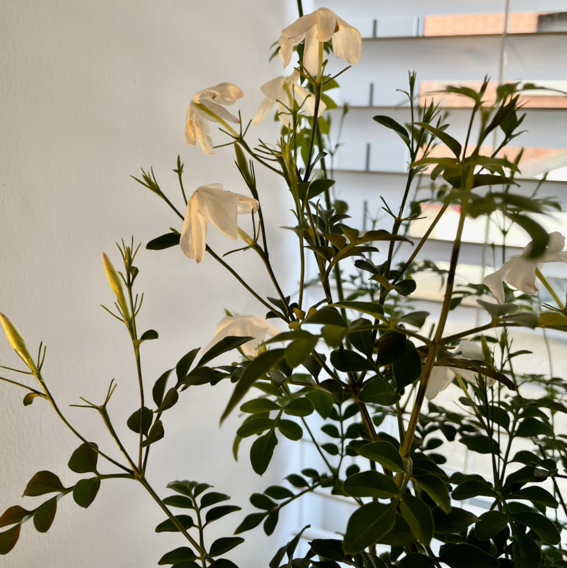 White Jasmine plant with white flowers and green leaves near a window with blinds.