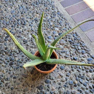 Aloe Vera plant in Seattle, Washington