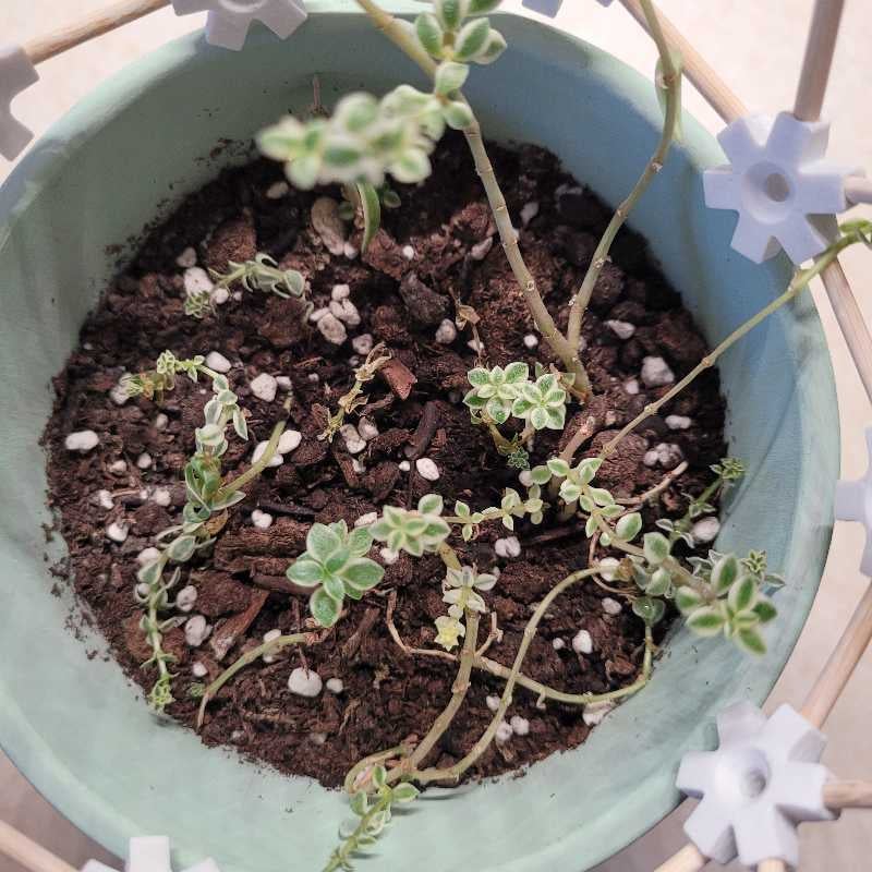 Sedum Lineare Is Not Toxic To Dogs 🐶